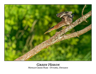 Green Heron-025