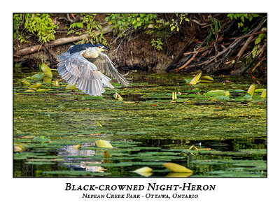 Black-crowned Night-Heron-029