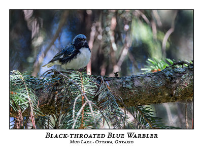 Black-throated Blue Warbler-005