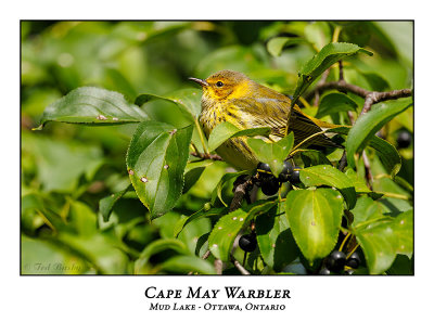 Cape May Warbler-009