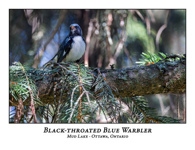 Black-throated Blue Warbler-006