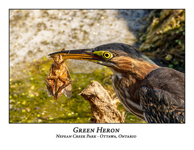 Green Heron-032
