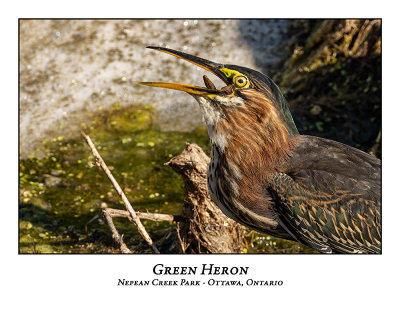 Green Heron-033