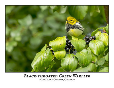 Black-throated Green Warblers