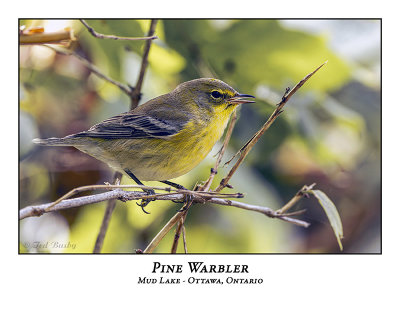 Pine Warblers