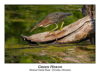 Green Heron-036