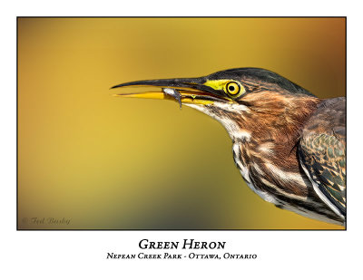 Green Heron-037