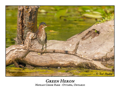 Green Heron-039