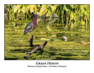 Green Heron-041