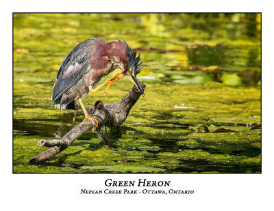 Green Heron-043
