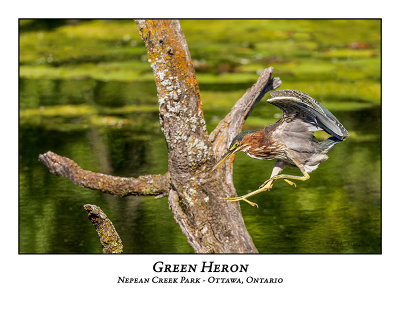 Green Heron-046