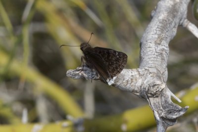 Mournful Duskywing (Erynnis tristis)