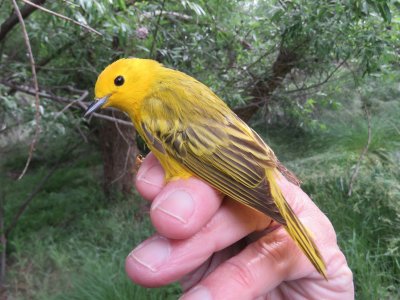 Yellow Warbler - male