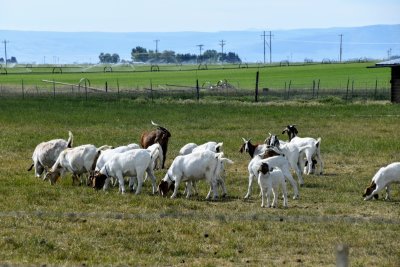 herd of goats.JPG