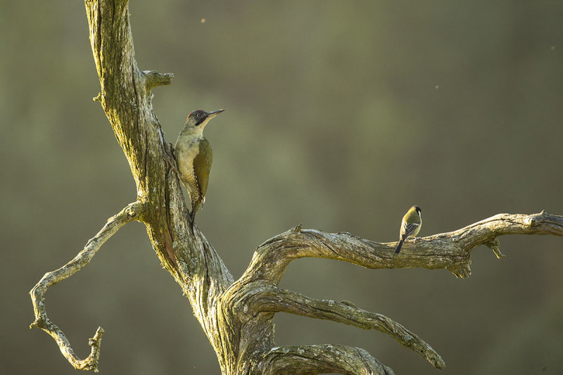 European green woodpecker. Grnnspett