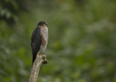 Sparrowhawk. Spurvehauk