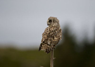 Short-eared Owl. Jordugle