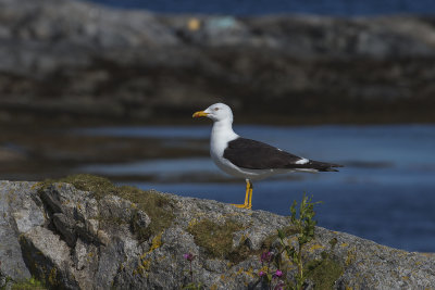 Lesser Black-backed Gull. Sildemke
