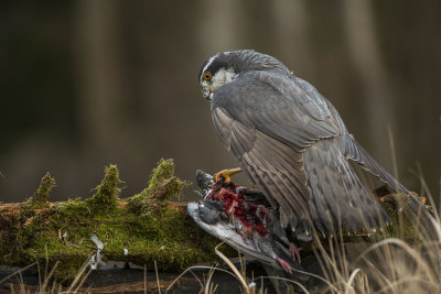 Northern Goshawk. Hnsehauk