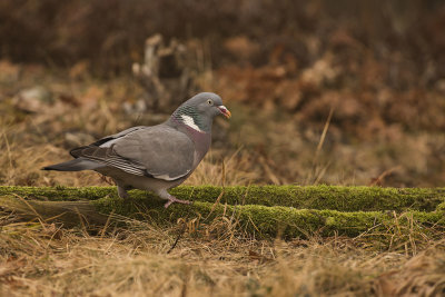 Common Wood Pigeon. Ringdue