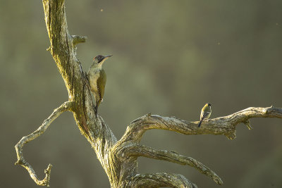 European green woodpecker. Grnnspett