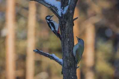 Grey-headet Woodpecker and Great-spotte Woodpecker