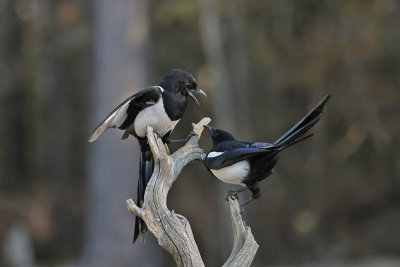 Common Magpie, Skjære