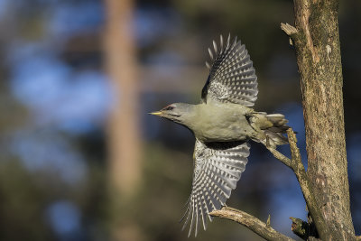 Grey-headed Woodpecker, Male. Grspett