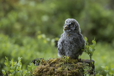 Great Grey Owl. Lappugle