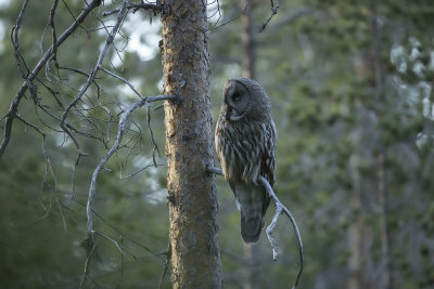 Great Grey Owl. Lappugle