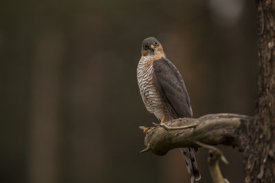 Sparrowhawk, Male. Spurvehauk