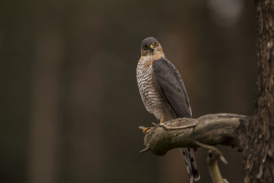 Sparrowhawk. Spurvehauk