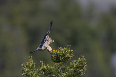 Merlin. Falco columbarius. Dvergfalk