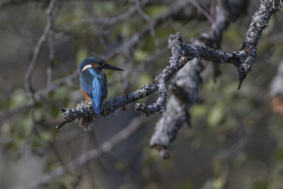 Common Kingfisher. Isfugl