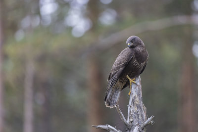 Common Buzzard. Musvk