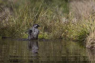 Spotted nutcracker. Nttekrke