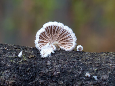 Common Split Gill Mushroom