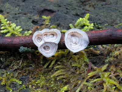 Little Nest Polypore Mushrooms