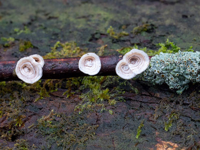Little Nest Polypore Mushrooms