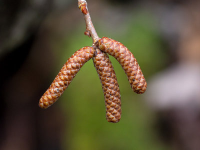 Yellow Birch Tree Male Flower Buds 