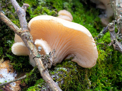 Oyster Mushroom