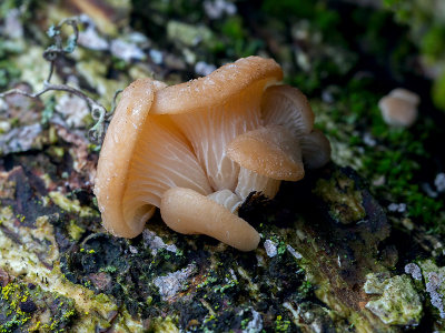 Oyster Mushroom