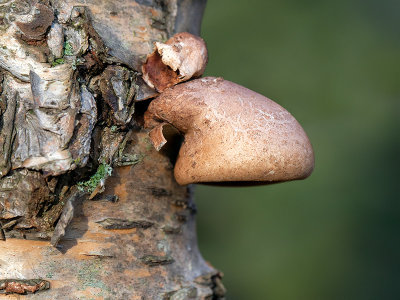 Birch Polypore Mushroom