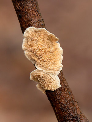 Milk-white Toothed Polypore Fungus