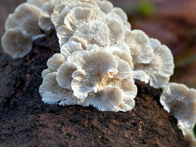 Crimped Gill Mushroom