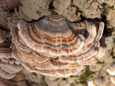 Turkey Tail Mushroom