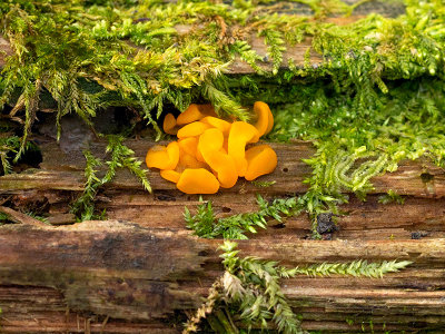 Witch's Butter Fungus