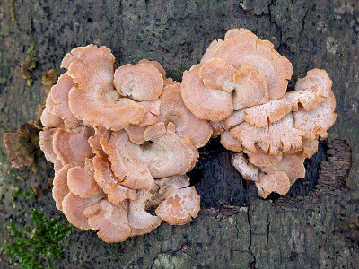 Luminescent Panellus Mushroom