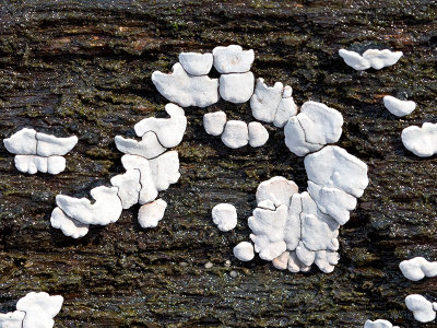 Ceramic Parchment Fungus