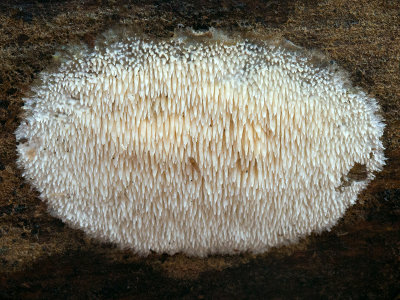 Asian Beauty Fungus